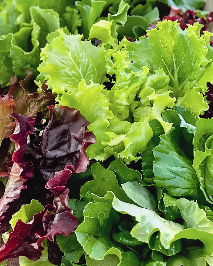 Salad Mix Seeds Lactuca Sativa Tender Fast-Growing Lettuce Variety