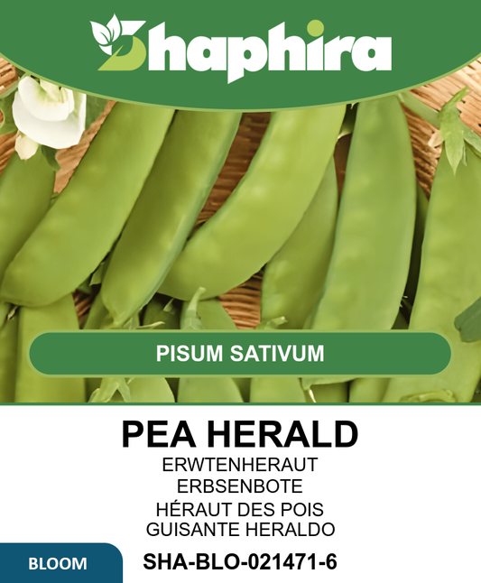 Pea Seeds Pisum Sativum Herald Early Sweet Tender Pods