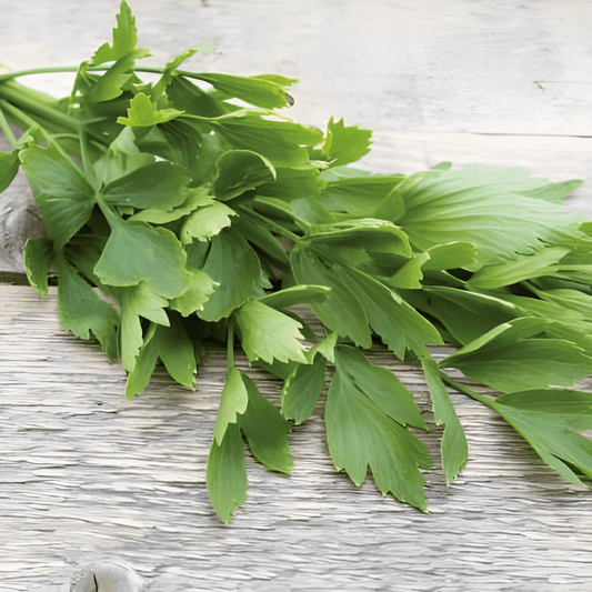 Lovage Seeds Levisticum Officinalis Aromatic Culinary Herb Seeds