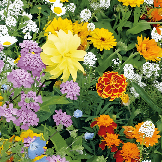 Dwarf Flower Mixture For Bees Seeds Attracting Nectar Insects