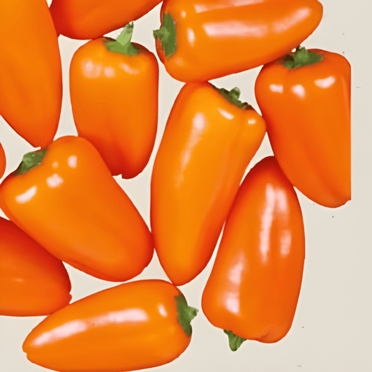 Organic Snack Pepper Flynn Seeds Capsicum Annuum Vegetable