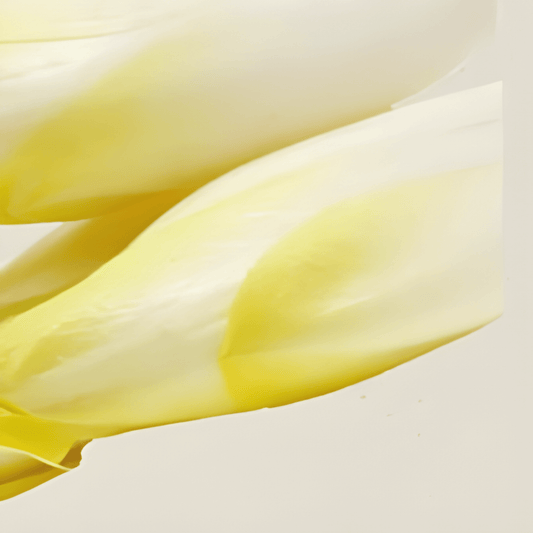 Organic Belgian Endive Seeds Cichorium Intybus Dutch Mid-Early Variety