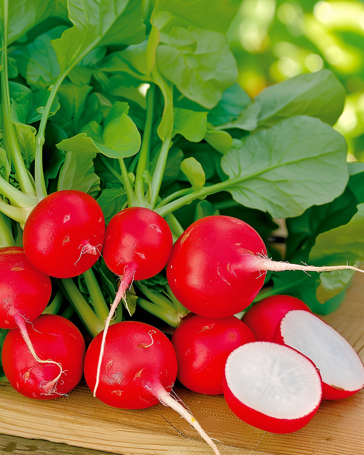 Radish Seeds Bel Image Raphanus Sativus Round Red Variety