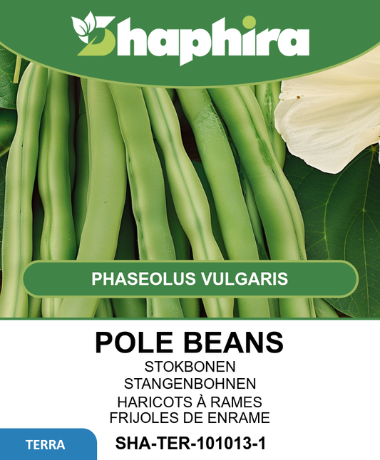 Westlandse Dubbele Pole Beans Seeds Phaseolus Vulgaris High Yield