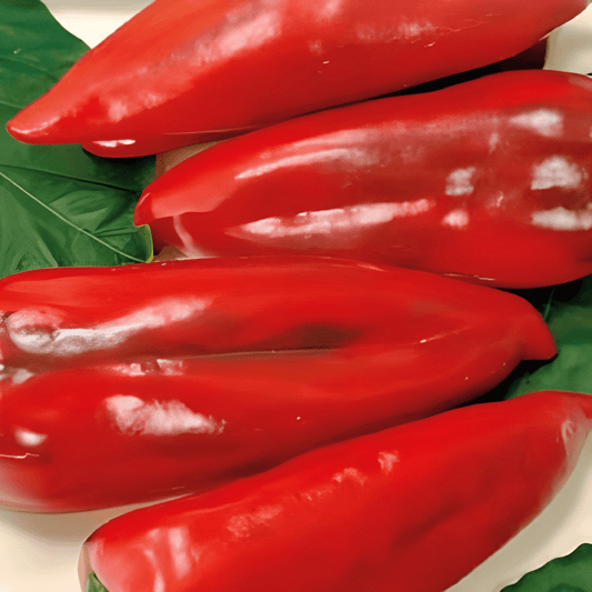 Paprika Atris Hybrid F1 Capsicum Annuum Seeds Red Cowhorn Variety