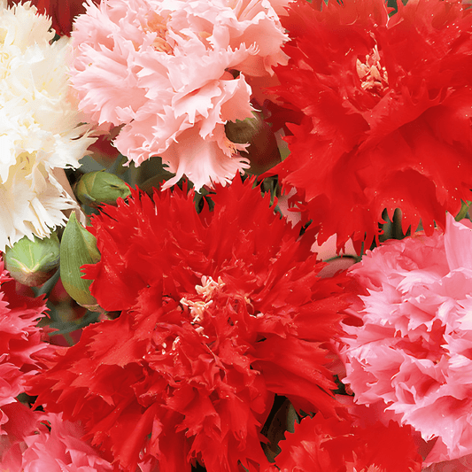 Chabaud Carnation Dianthus Caryophyllus Seeds Mixed Fragrant Flowers
