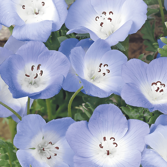 Nemophila Seeds Nemophila Menziesii Sky Blue Annual Flowers