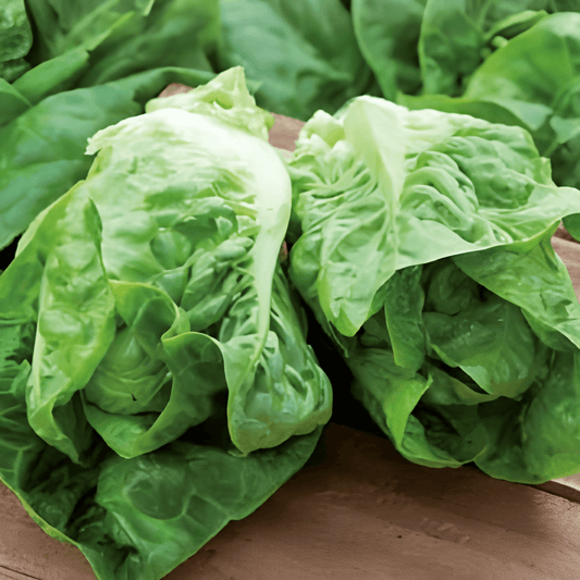 Roman Mini Lettuce Seeds Lactuca Sativa Little Gem Butterhead
