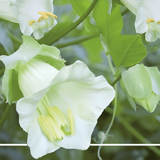 Climbing Bellflower Seeds Cobaea Scandens White Alba Flowers