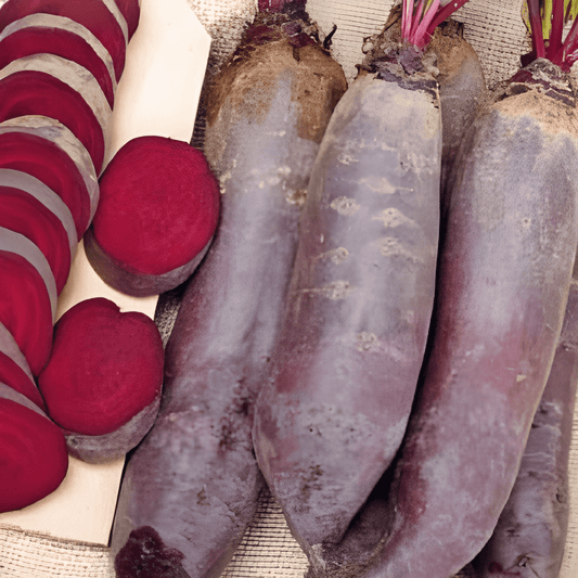 Cylindra Beet Seeds Beta Vulgaris Medium Long Dark Red Variety