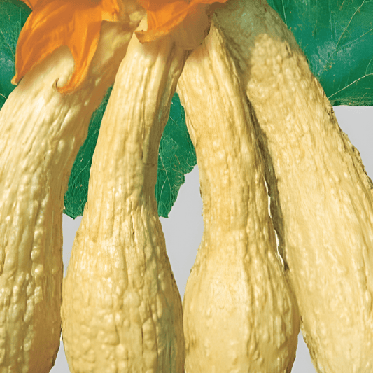 Friulian Wrinkled Zucchini Seeds Cucurbita Moschata Yellow Calabash Fruit