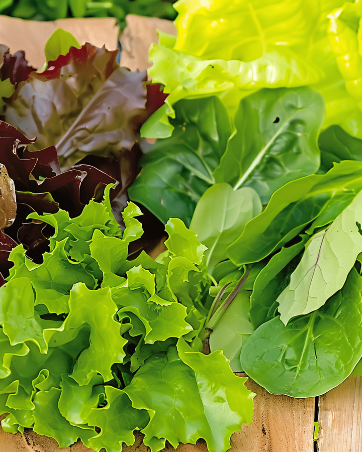 Baby Leaf Salad Mix Seeds Oriental Flavor Exotic Variety