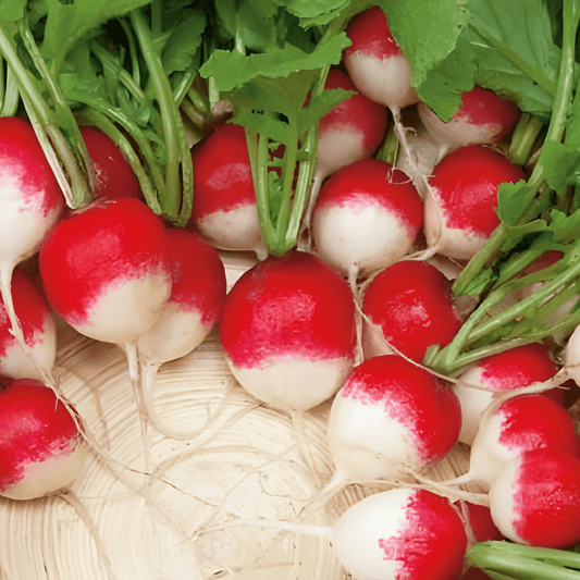 Radish Seeds Gaudry 3 Raphanus Sativus Round Red White Tip