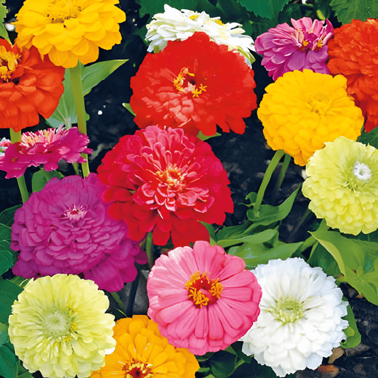 Zinnia Dahlia-flowered Seeds Zinnia Elegans Large Flowers