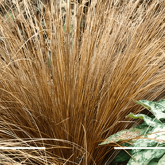 Carex Bronco Ornamental Grass Seeds Carex Comans Dense Clump