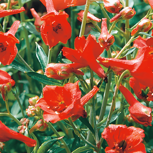 Delphinium Fox Orange-red Seeds Delphinium Nudicaule Vibrant Flowers