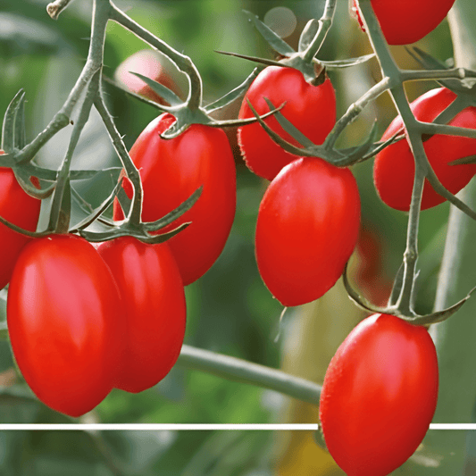 Cocktail Tomato Seeds Solanum Lycopersicum Ravello F1 Variety