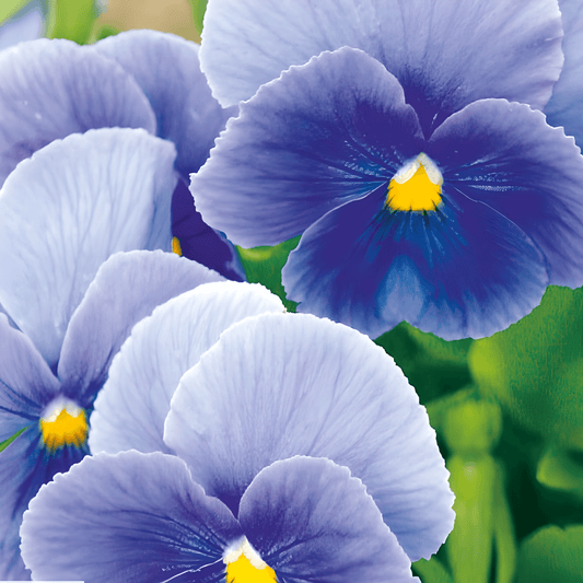 Giant Viola Seeds Viola Wittrockiana Swiss Giants Celestial Flowers