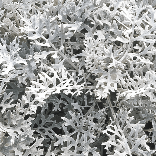 White Dusty Miller Seeds Cineraria Maritima Diamond Silver Foliage