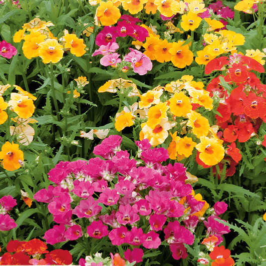 Nemesia Seeds Carnaval Mixed Nemesia Strumosa Annual Flowers