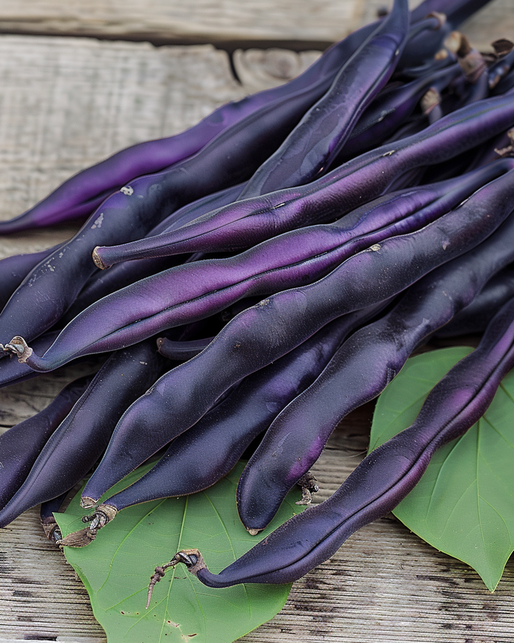 Pole Beans Blauhilde Seeds Phaseolus Vulgaris High Yield Variety