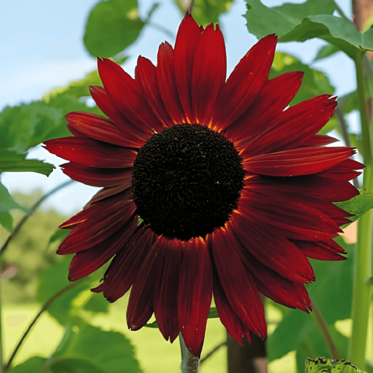 Sunflower Evening Sun Helianthus Annuus Seeds Red Annual Flowers