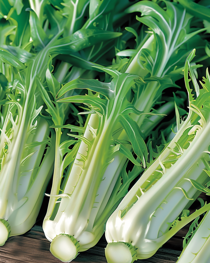 Catalogna Puntarelle Chicory Seeds Cichorium Intybus L.