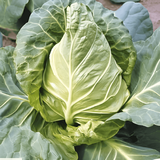 White Pointed Cabbage Caraflex F1 Seeds Brassica Oleracea
