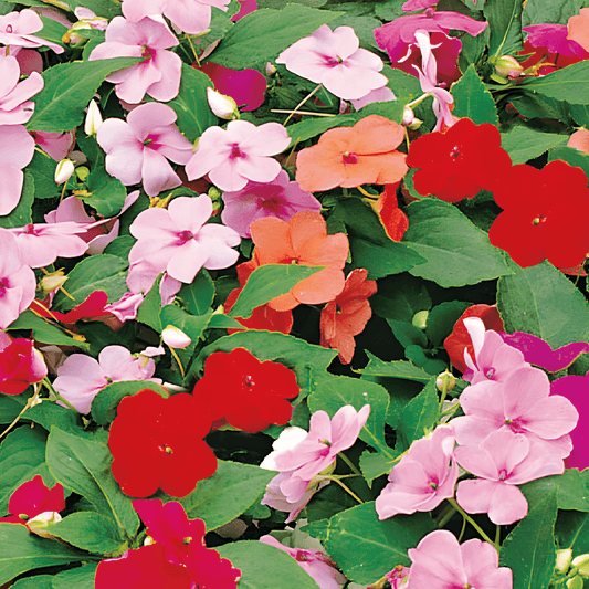 Busy Lizzy Seeds Impatiens Walleriana Mixed Baby Variety