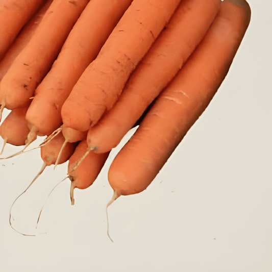 Caravel F1 Carrot Seeds Daucus Carota Sweet High Yield