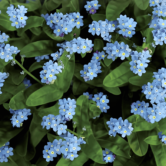 Forget-me-not Seeds Myosotis Alpestris Blue Ball Flowers