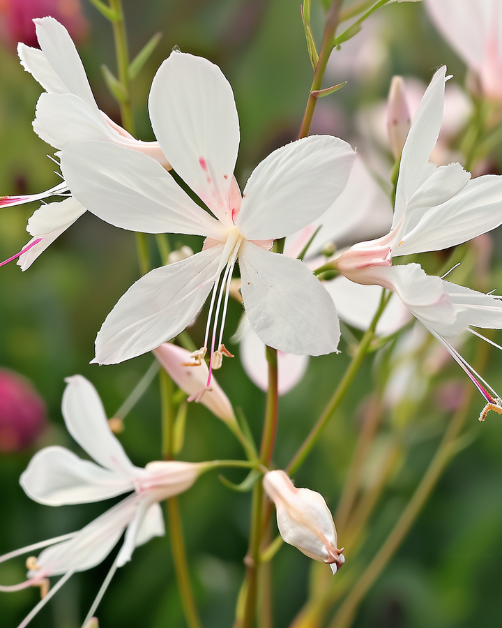 Gaura Lindheimeri Seeds Sparkle White Annual Flowering Seeds