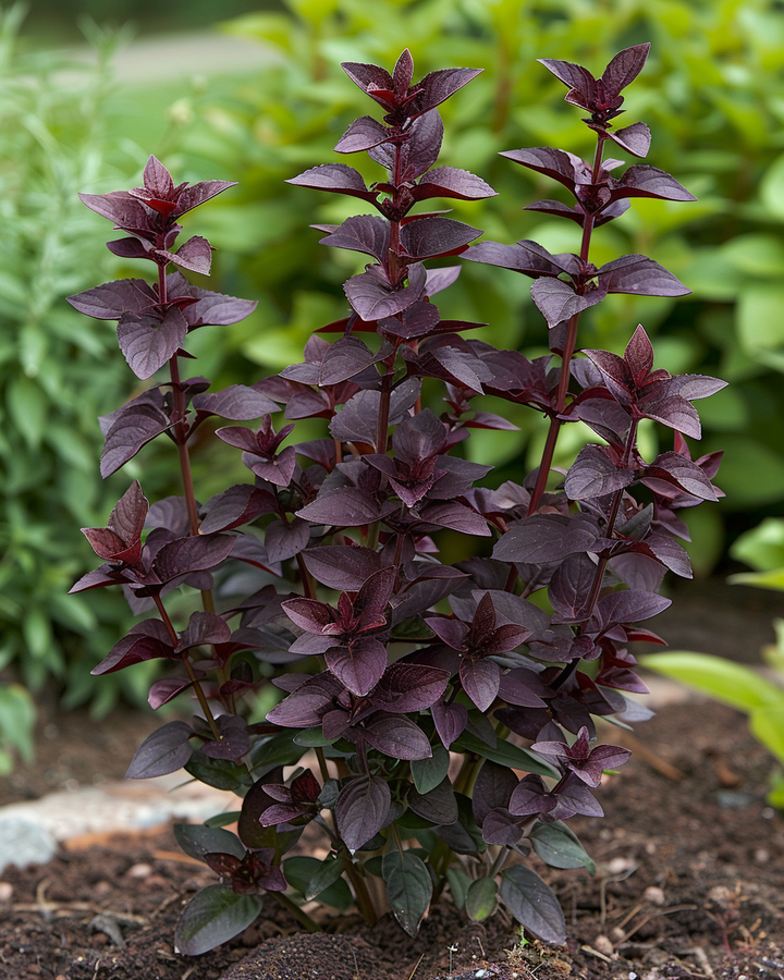 Red Basil Seeds Ocimum Basilicum Purpurascens Culinary Herb