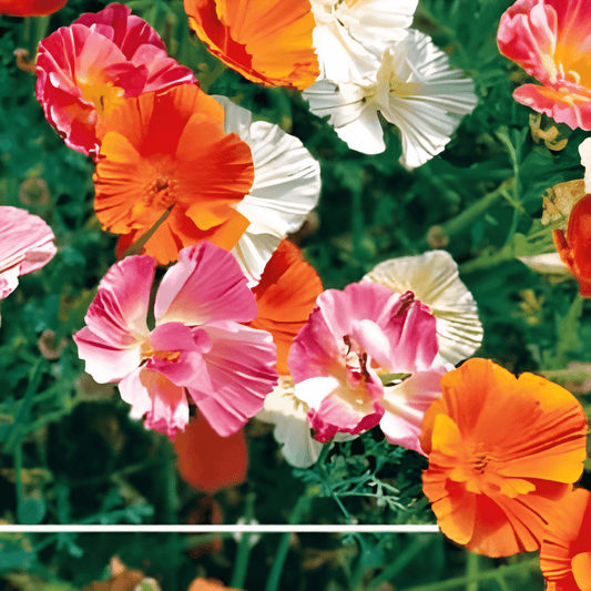 Poppy Nightcaps Seeds Eschscholzia Californica Semi-double Mixed