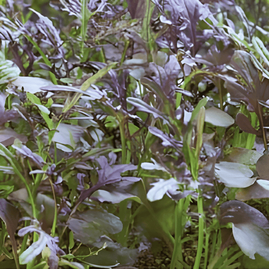 Mustard Red Frills Microgreens Seeds Brassica Juncea Vegetable