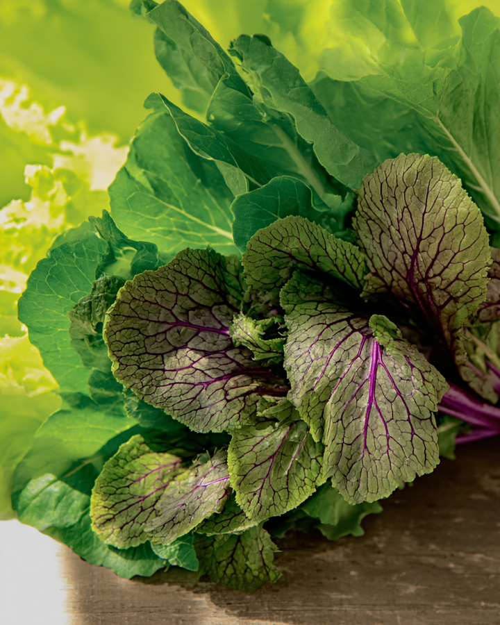 Organic Asian Mesclun Seeds Brassica Juncea Vegetable Mix