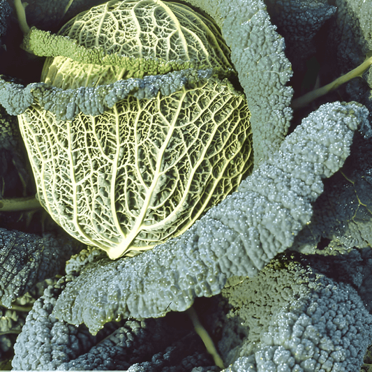 Winter-hardy Savoy Cabbage Seeds Brassica Oleracea Winter King 2
