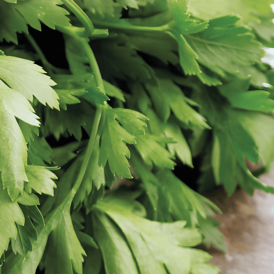Chervil Herb Seeds Anthriscus Cerefolium Culinary Herb Variety