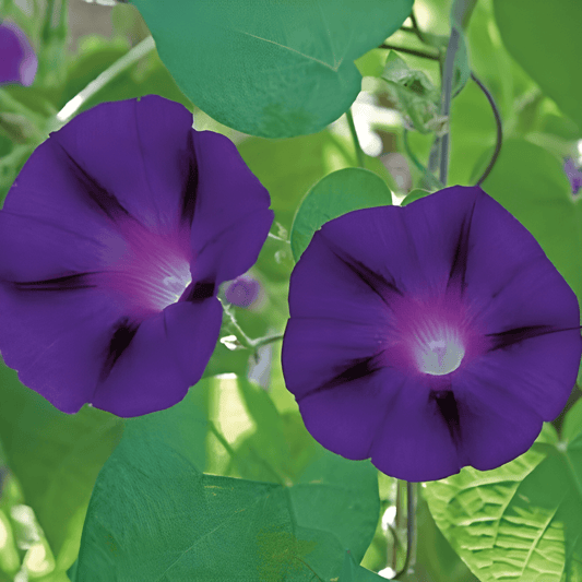 Climbing Morning Glory Seeds Ipomoea Purpurea Grandpa Ott