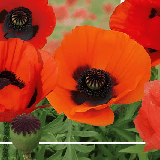 Oriental Poppy Seeds Papaver Orientale For Vibrant Perennial Flowers