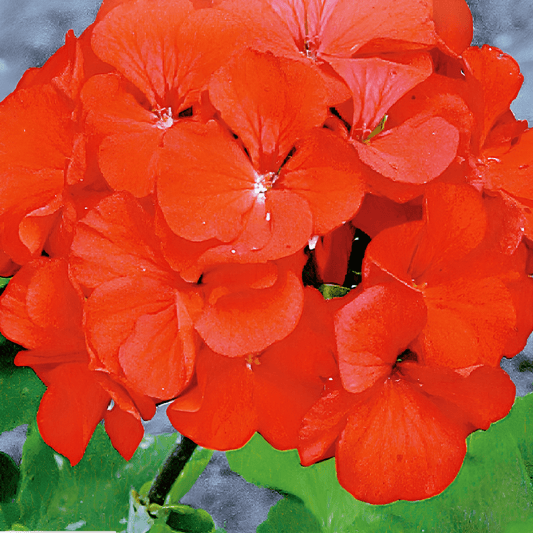 Geranium Sprinter F1 Seeds Pelargonium Zonale F1 Orange Red