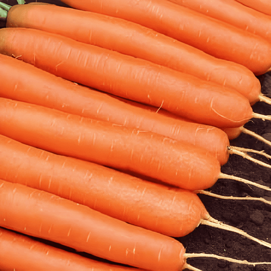 Summer Carrots Seeds Daucus Carota Amsterdam Bake 2 Variety