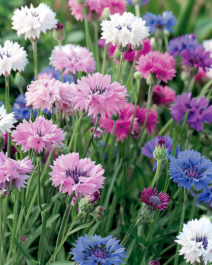 Cornflower Seeds Mixed Centaurea Cyanus Annual Cut Flower Seeds