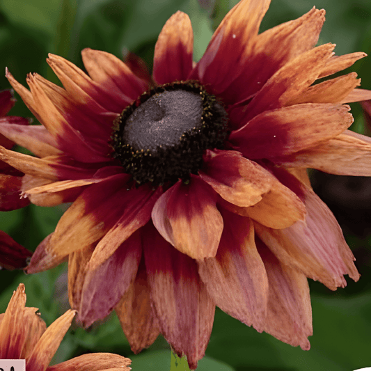 Rudbeckia Seeds Rudbeckia Hirta Sahara Terracotta Annual Flowers