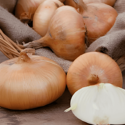 North Holland Yellow Onion Seeds Allium Cepa Large Onions