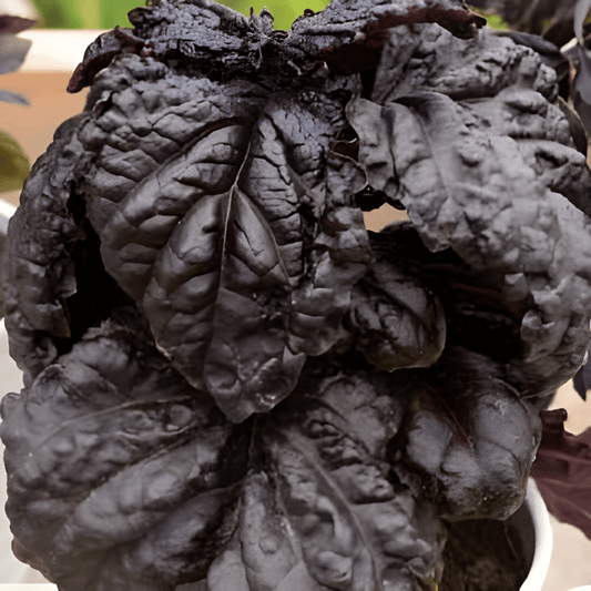 Red Leaf Basil Seeds Ocimum Basilicum Red Lizzy Variety