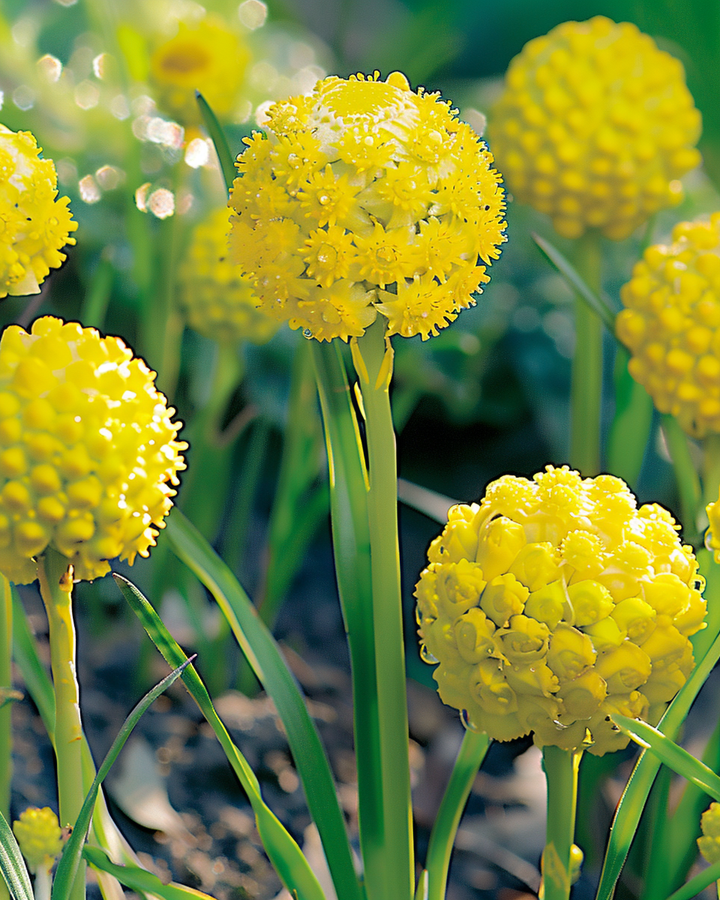 Cephalophora Pineapple Flower Cephalophora Aromatica Seeds