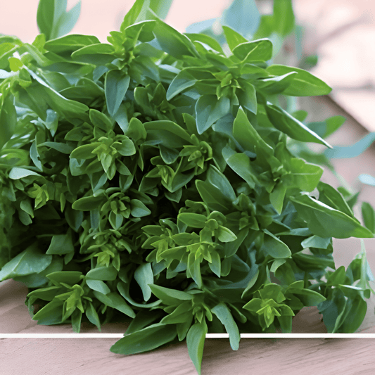 Basil Seeds Ocimum Basilicum Compact Bush Ball Variety
