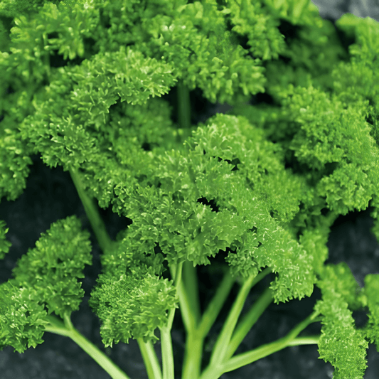 Parsley Seeds Thujade Dark Green Petroselinum Crispum Curly Herb