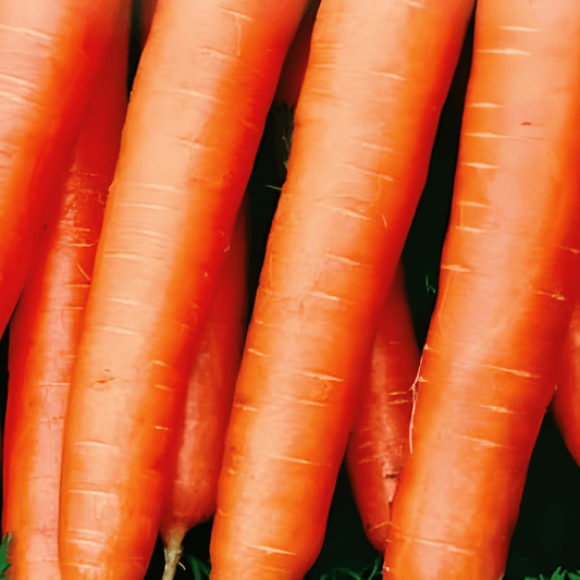 Winter Carrot Seeds Daucus Carota Flakkee 2 Variety